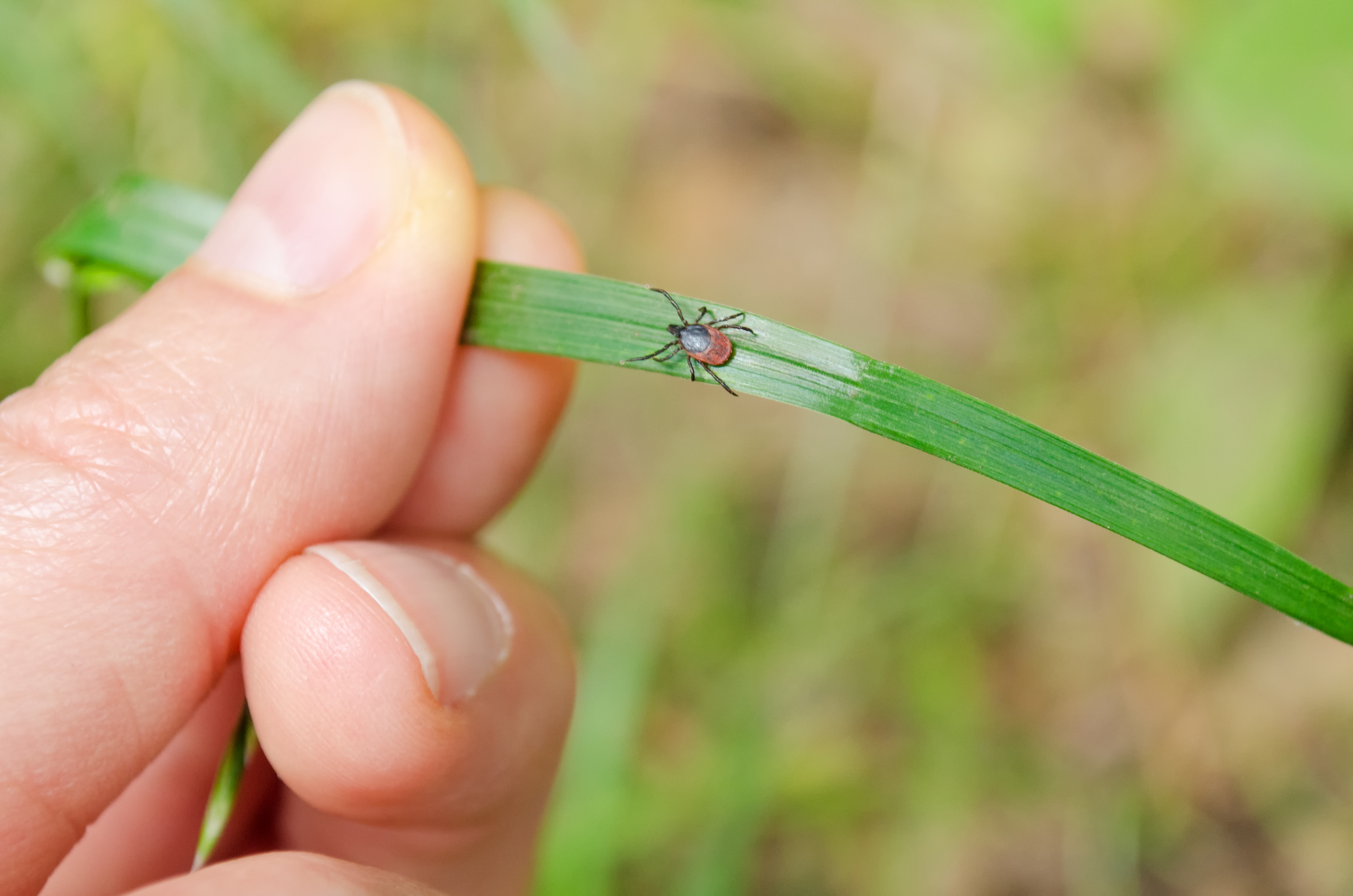 Deer Tick on a piece of grass