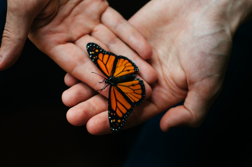 butterfly in open hands